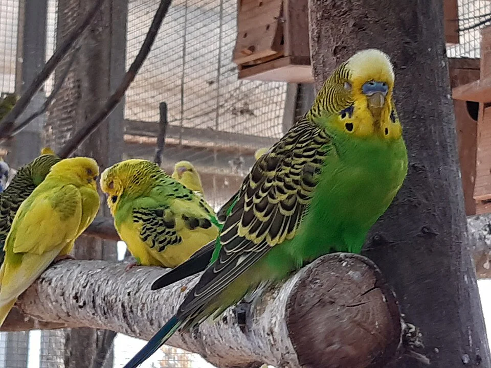Periquito Australiano