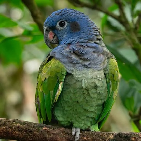 Pionus