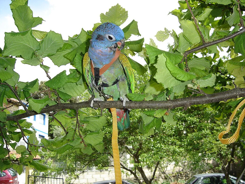 Pionus – foto 3
