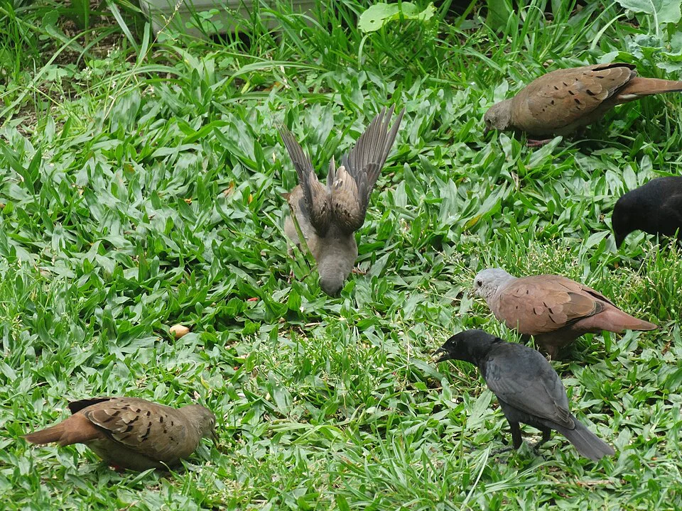 Rolinha-caldo-de-feijão – foto 3