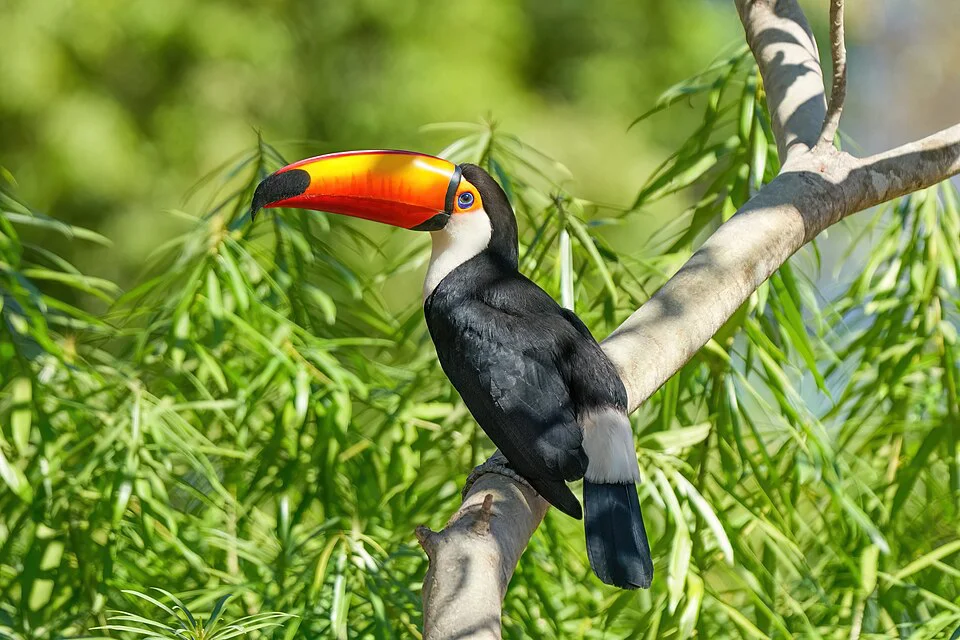 Tucano-toco