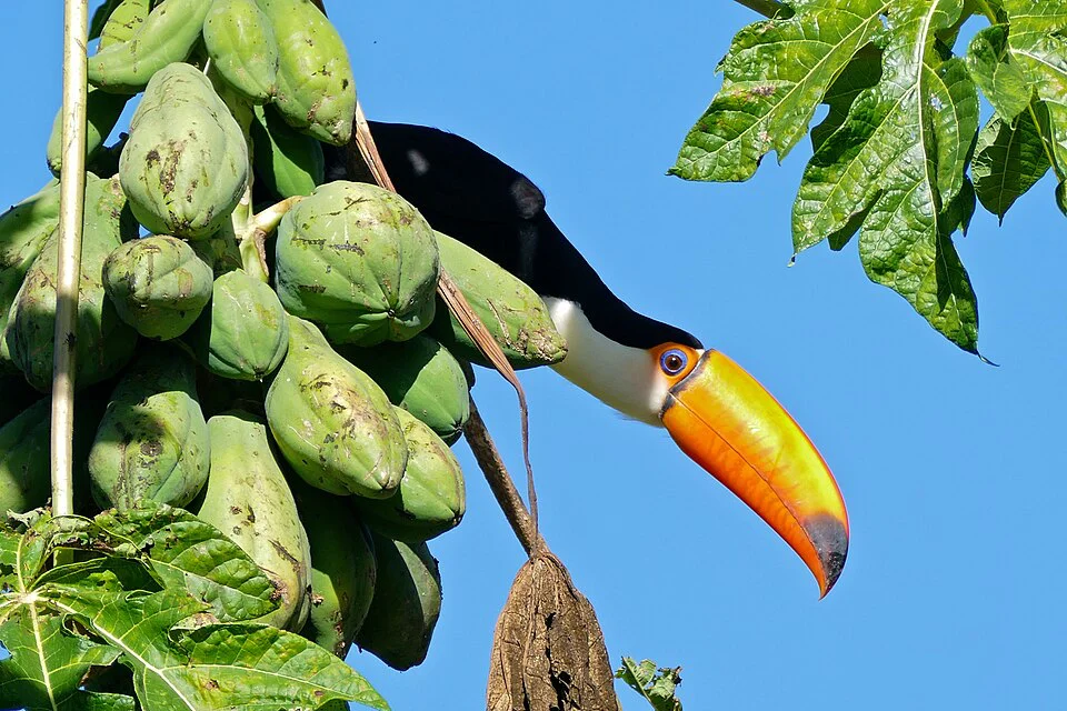 Tucano-toco – foto 3